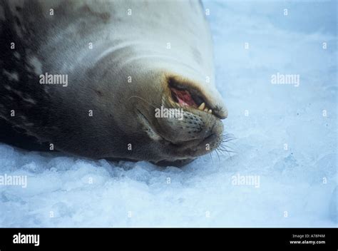 Weddell Seal Snoring Gourdin Island Antarctica Antarctica Wildlife Stock Photo Alamy