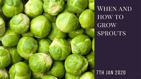 When And How To Grow Brussels Sprouts Youtube