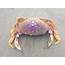 Its Molting Season Discarded Shells Sometimes Confused For Whole Crab 