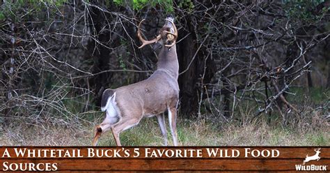 A Whitetail Buck S 5 Favorite Wild Food Sources Wildbuck™