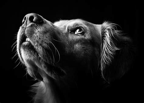 Beautiful Dog Photoshoot Dog Portrait Photography Dogs