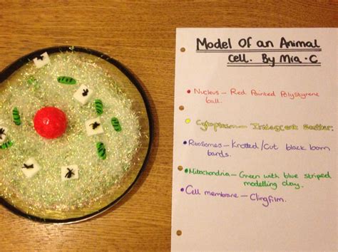 Model Of A Specialised Cell Project Animal Cell Made From Plastic