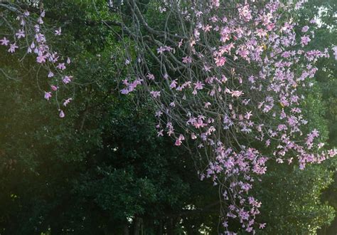 Premium Photo A Tree With Pink Flowers In The Foreground With A Green
