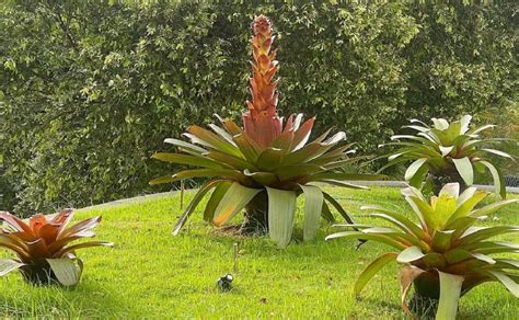 Bromélia Imperial Variedades Como Cuidar E Plantar No Seu Jardim