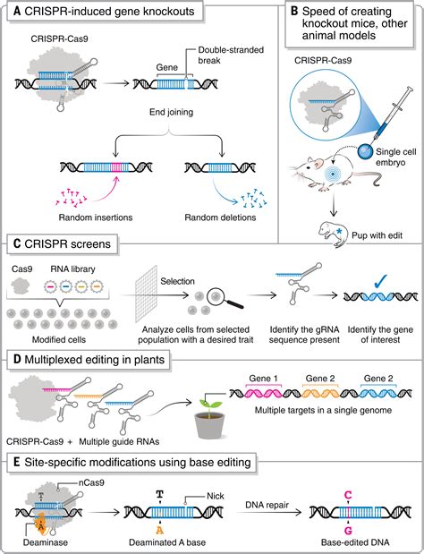 Crispr Technology A Decade Of Genome Editing Is Only The Beginning