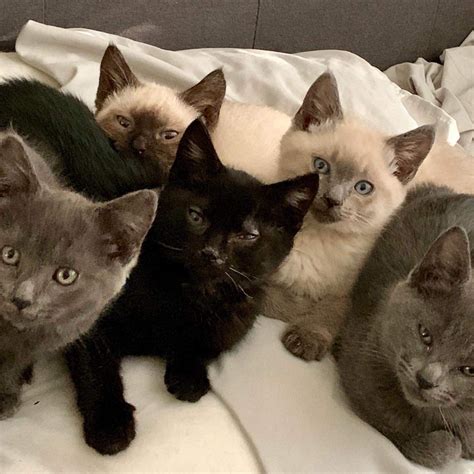 Adopt Russian Blue Mix Kittens A Gray Blue Or Silver