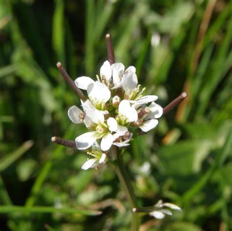 These plants need reliable drainage. Wavey Bittercress.. | Very small flowered spreading plant ...