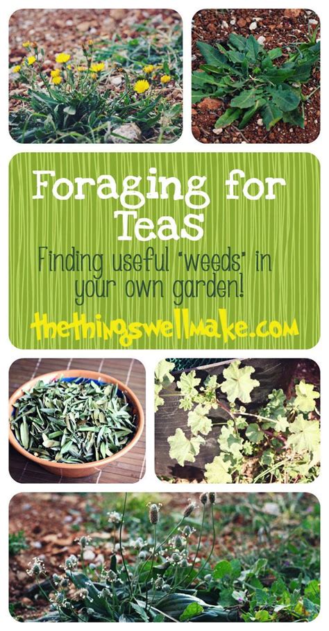 Foraging For Teas Finding Useful Weeds In Your Garden And How They
