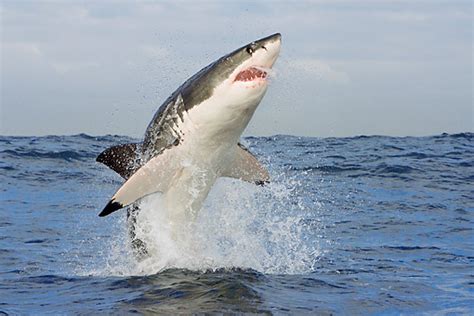 Great White Shark Leaping Out Of Ocean Kimballstock
