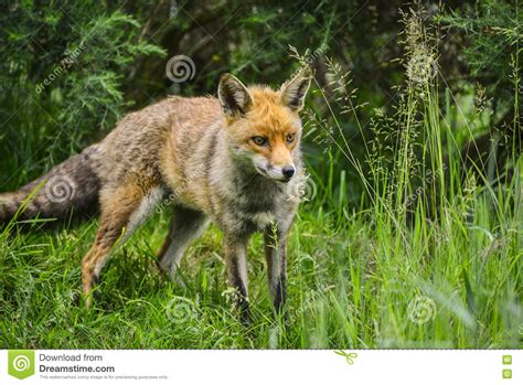 Stunning Male Fox In Long Lush Green Grass Of Summer Field Stock Image
