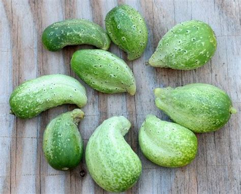 Blog Archive Why Are My Cucumbers Falling Off Or Becoming Deformed Cucumbers Cucumber