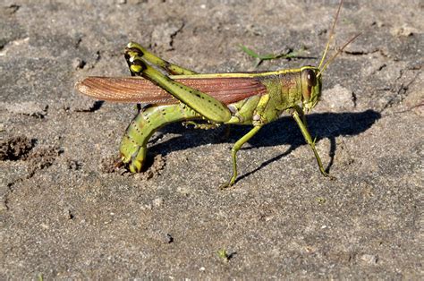 Obscure Grasshopper Laying Eggs Stock Image F0316053 Science Photo Library