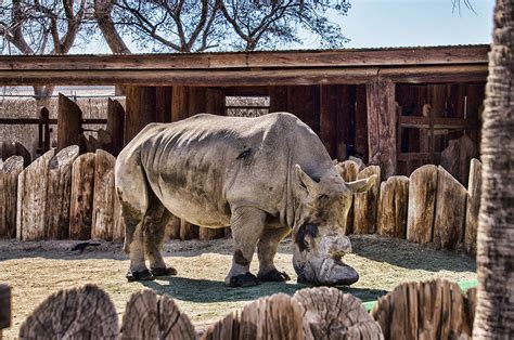 See Rare And Exotic Animals At Wildlife World Zoo Phoenix Arizona