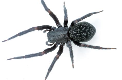 Black House Spider Victoria