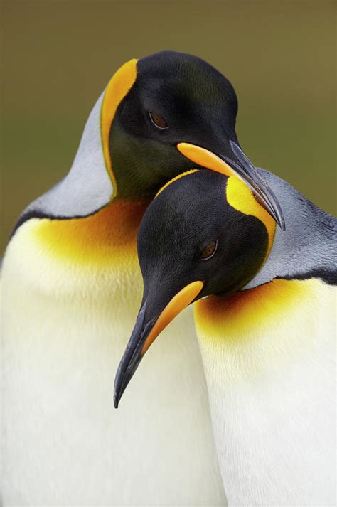 King Penguins Aptenodytes Patagonicus By Ben Cranke