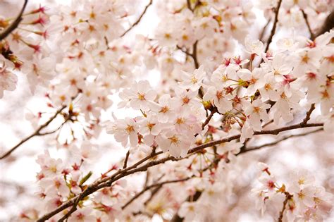 満開の桜の木の無料写真素材 フリー