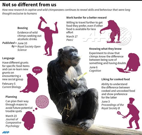 Infographic Humans And Boozy Chimps More In Common That Youd Think