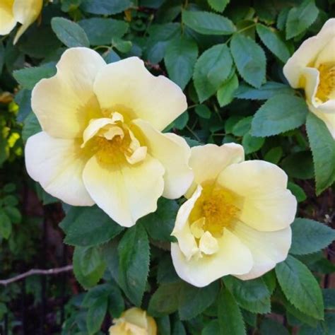 Fruhlingsduft Shrub Rose Quality Roses Direct From Grower
