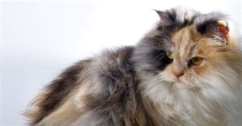 Gato Angora Turco Características Cuidados Y Comportamiento