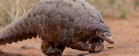 China Finally Removes The Pangolin From Its Traditional Medicine List