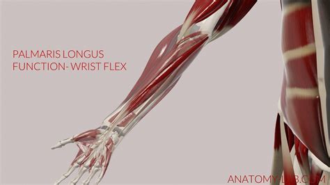 Palmaris Longus Function Wrist Flexion 3d Animation Youtube