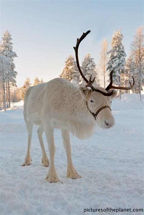Shop target for reindeer stuffed animals you will love at great low prices. White reindeer. | White reindeer, Animals, Animals beautiful