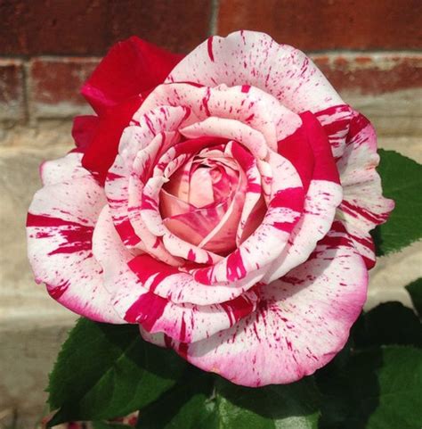 The Best Striped Roses