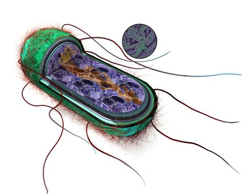 Pin On Microbiology