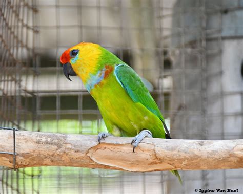 Large Fig-parrot, desmarest's Fig-parrot | Parrot, Birds
