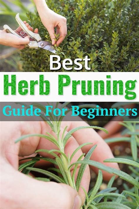 Pruning Herbs Make Them More Productive Healthy And Flavorful Learn