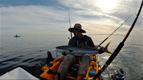 Pesca Jigging Jurel De Castilla Yellowtail Fish 15 Kilos Kayak Fishing