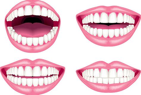 Best Tooth Illustrations Royalty Free Vector Graphics And Clip Art Istock