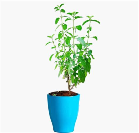 Buy Ram Tulsi Holy Basil Plant In India From Econut Plants