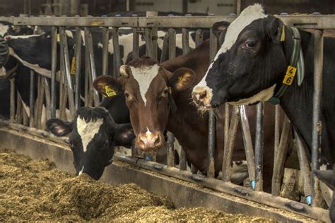 The 7 Biggest Trends In Dairy Cow And Animal Feed Dairy Global