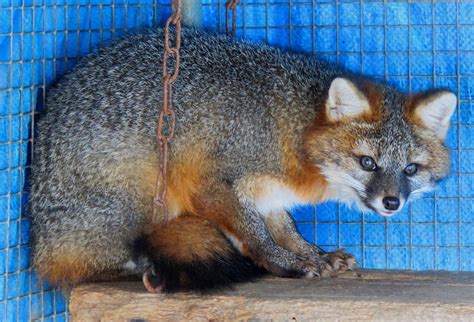 Critter Chatter Gray Fox In A Class Of Its Own The Town Line Newspaper