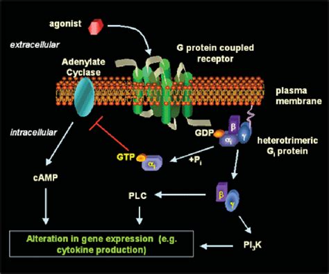 Mechanism Of G Protein Coupled Receptor Activation Download Scientific Diagram