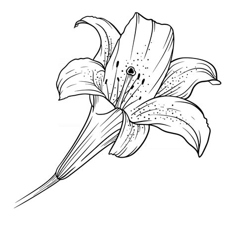 Lily Flower Outline Lilies Line Art Line Drawing Vector Art At