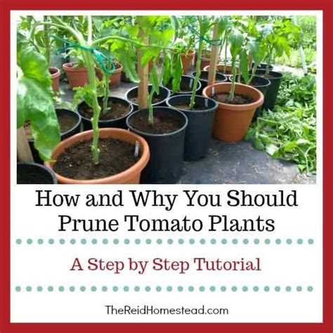 How And Why You Should Prune Tomato Plants Plants Tomato Seedlings