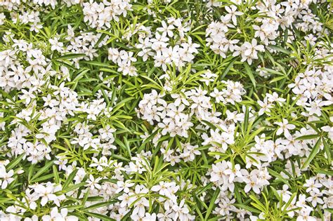 Check spelling or type a new query. How To Grow Choisya Plants - Caring For And Pruning ...