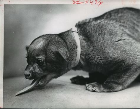 Crazy Critters Best Animal Photos From The Chronicle Archives