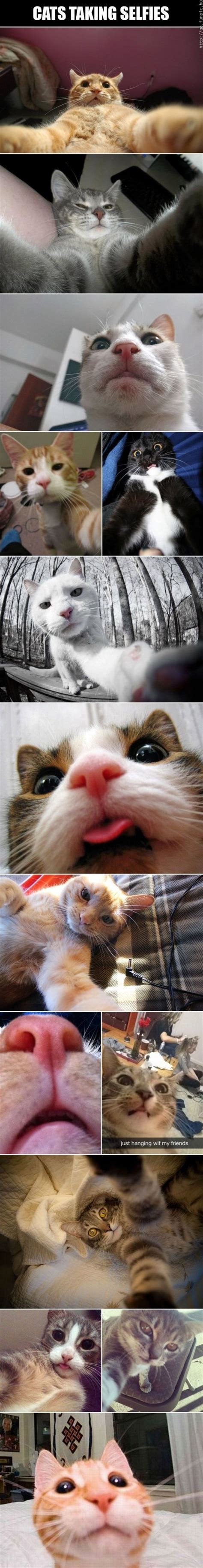 Cat Selfie Compilation Selfie Know Your Meme