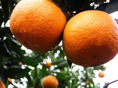 Fresh Honey Orangemandarin Orangechina Nanfeng Oranger Price Supplier
