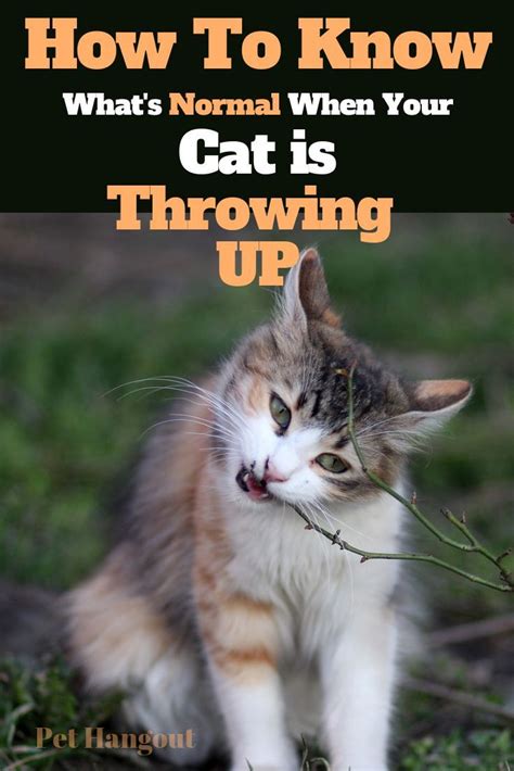 But this behavior causes an upset stomach. How To Know Whats Normal When Your Cat Throws Up in 2020 ...