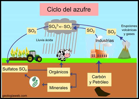 Ciclo Del Azufre Características Etapas E Importancia