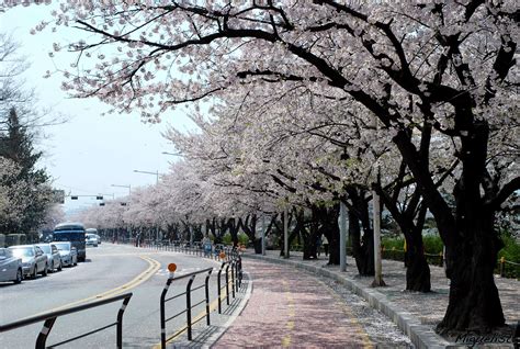 Cherry Blossoms Seoul Version Hiexpat Korea