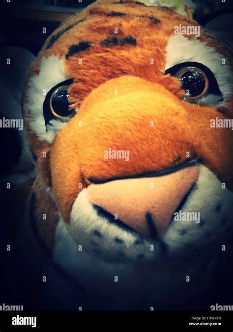 Tiger Stuffed Animal Face Stock Photo Alamy
