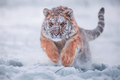 Animal Baby Animal Running Siberian Tiger Snow Tiger Winter Wallpaper