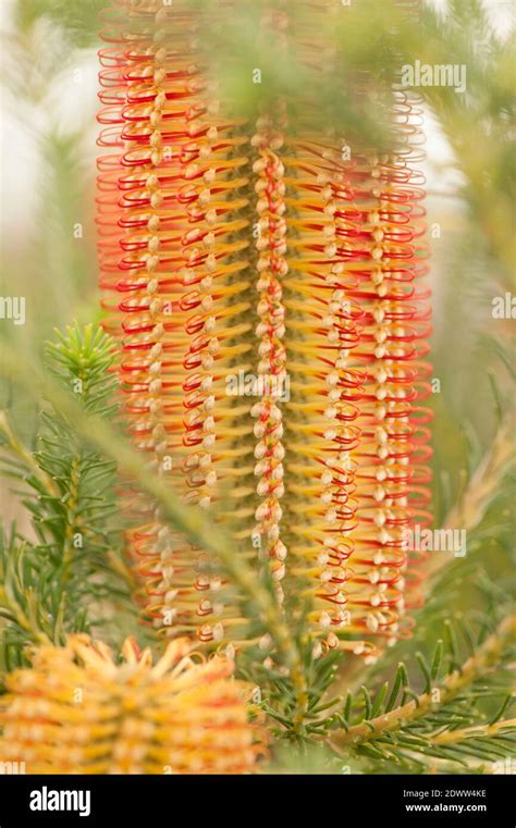 Banksia Ericifolia Heath Leaved Banksia In Flower Stock Photo Alamy