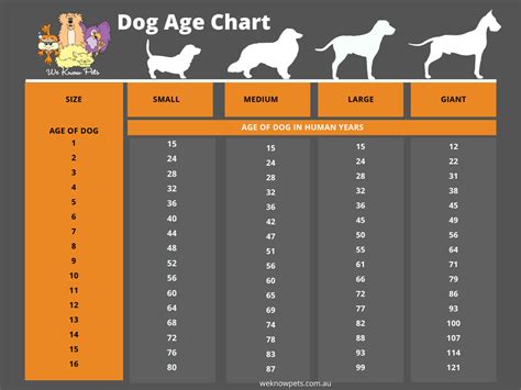 Dog Age Chart See How Old Your Dog Is In Human Years Dog Age Chart