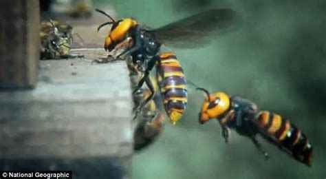 30 Japanese Hornets Kill 30 000 European Honeybees Video Daily Mail Online